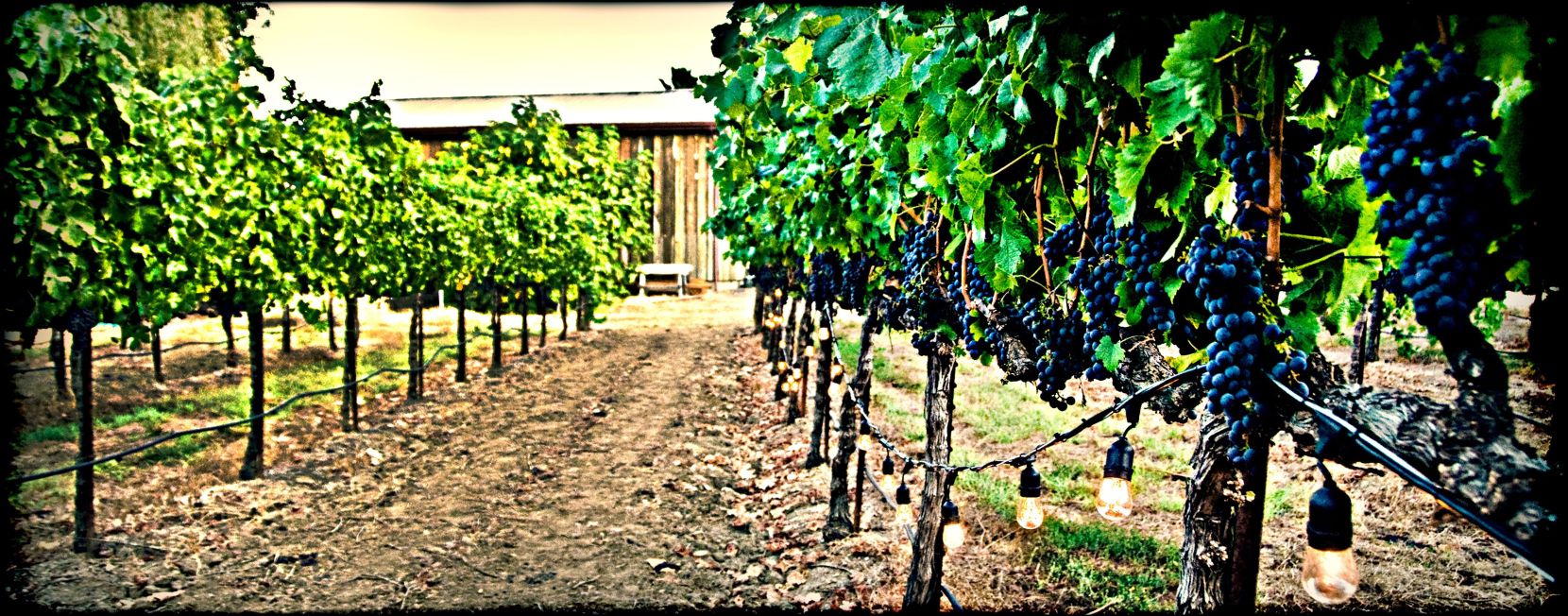 Dakine Vineyard
