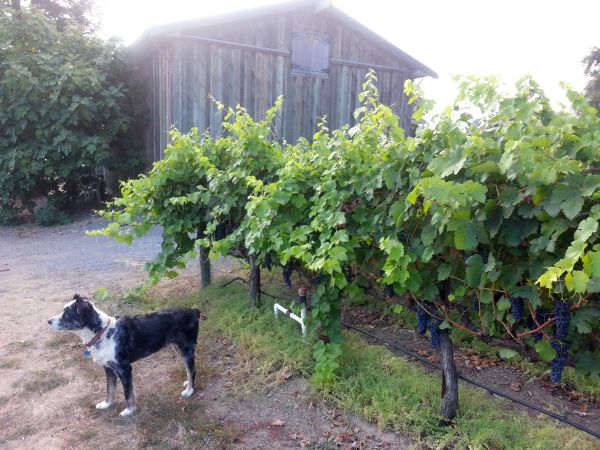 Bear guarding the vines