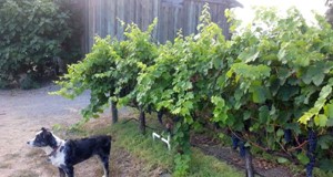Bear guarding the vines