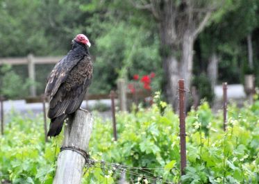 Chief Pest Management Officer